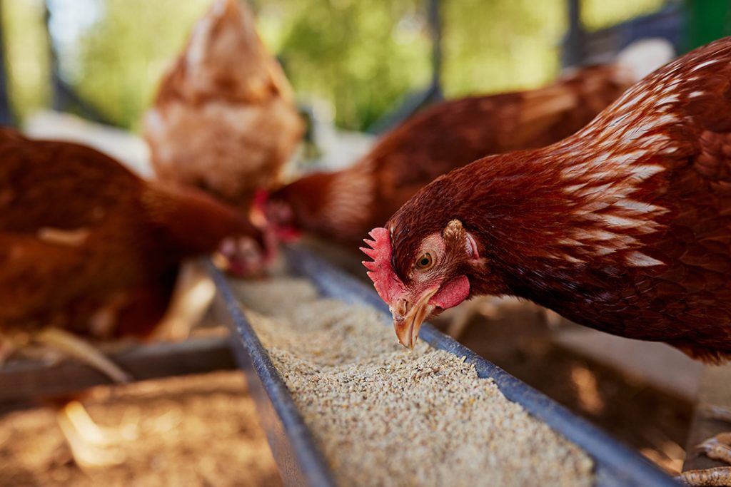 Brune høns spiser foder med kråseflint fra Dansk Kvarts Industri